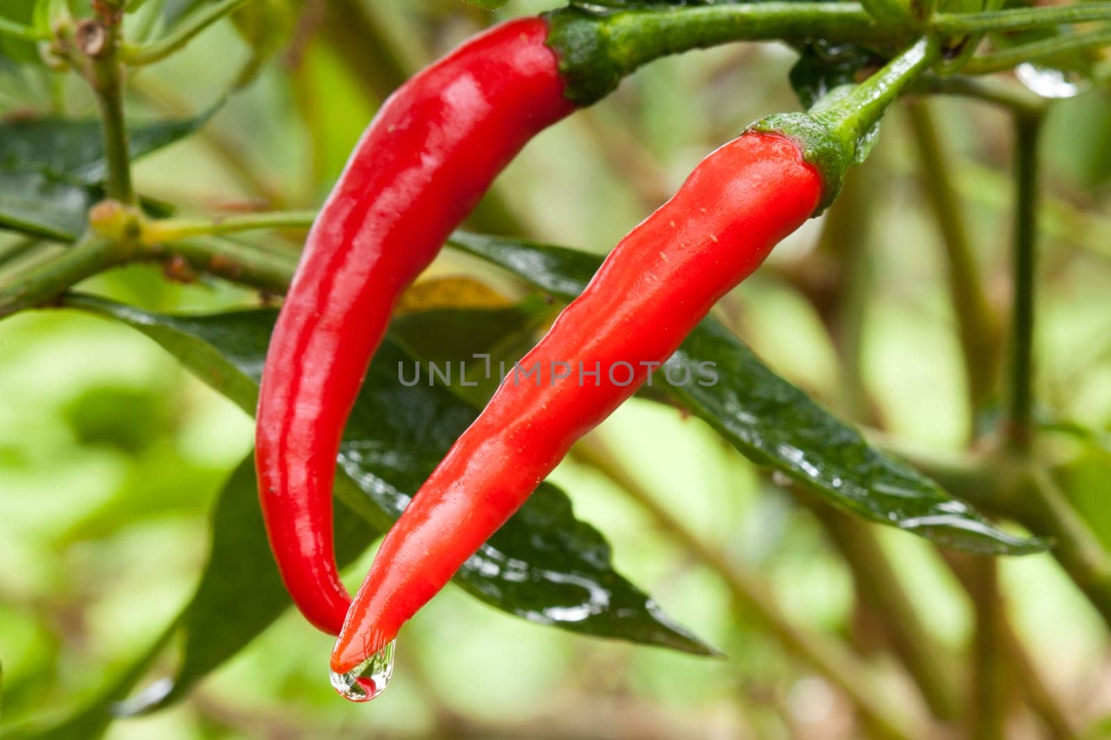 Chili,plant with red pod in nature