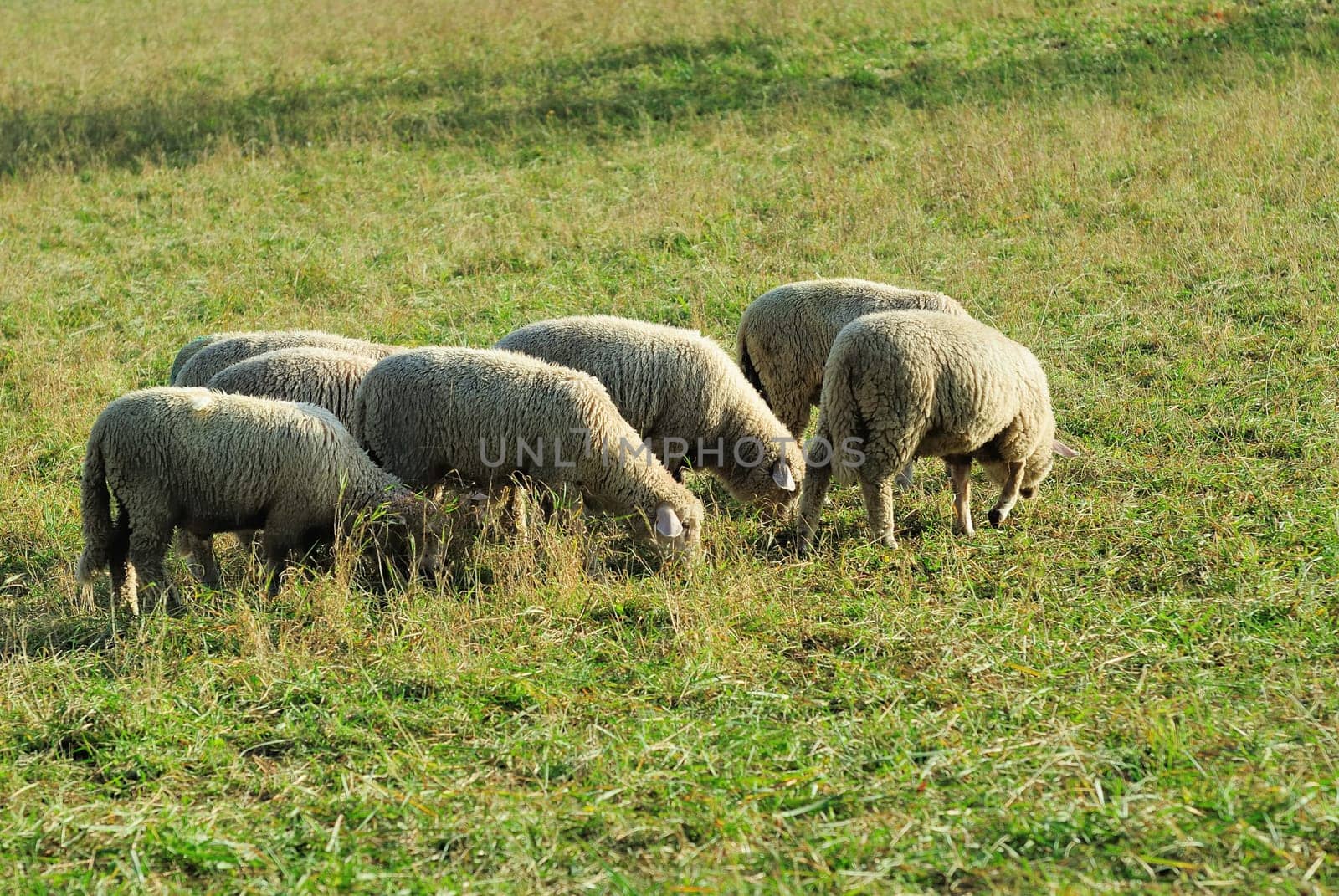 sheep