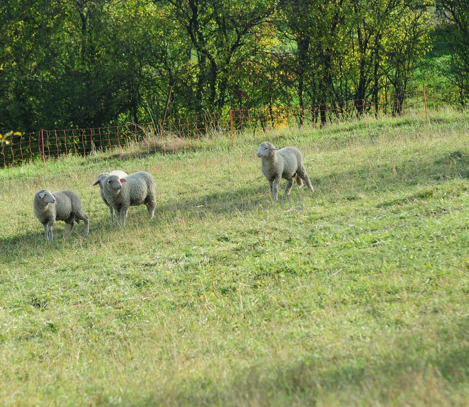 sheep