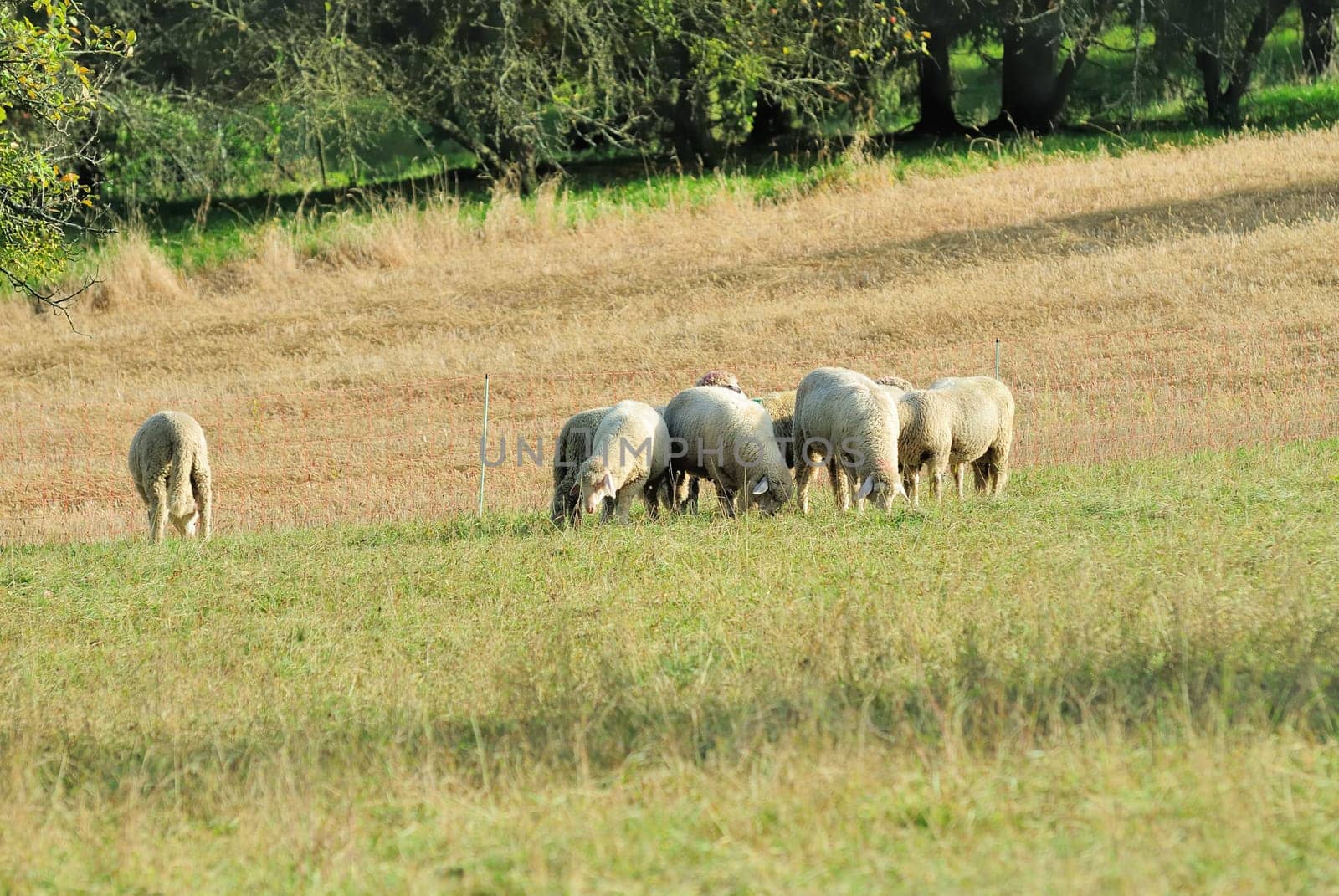 sheep