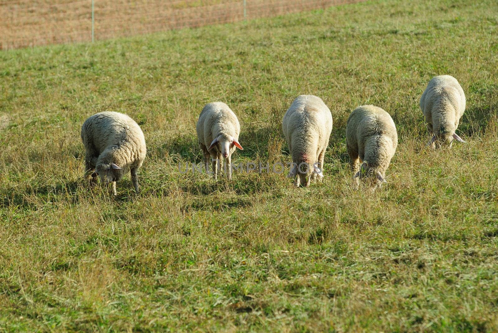 sheep
