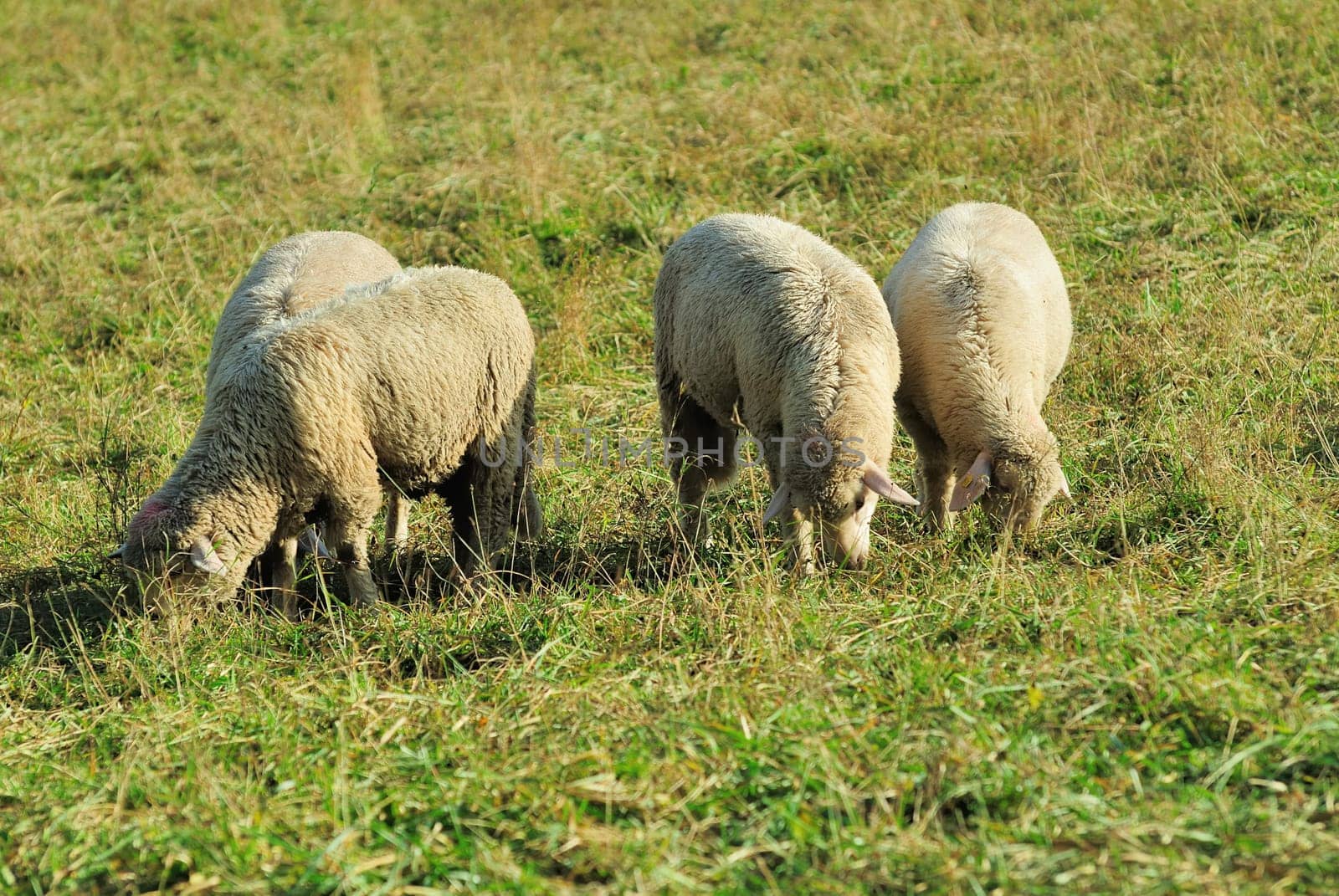 sheep