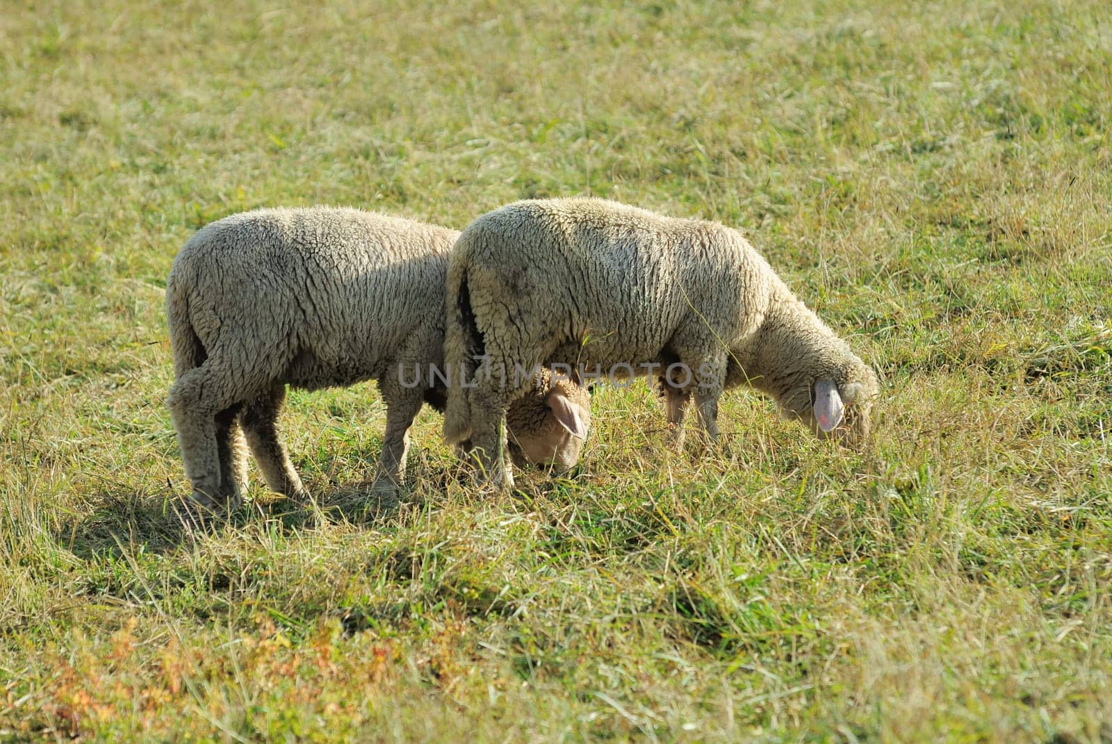 sheep
