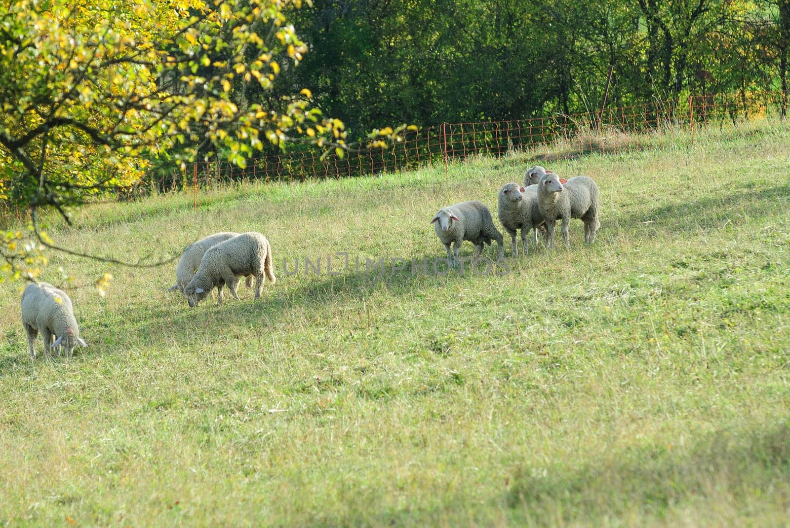 sheep