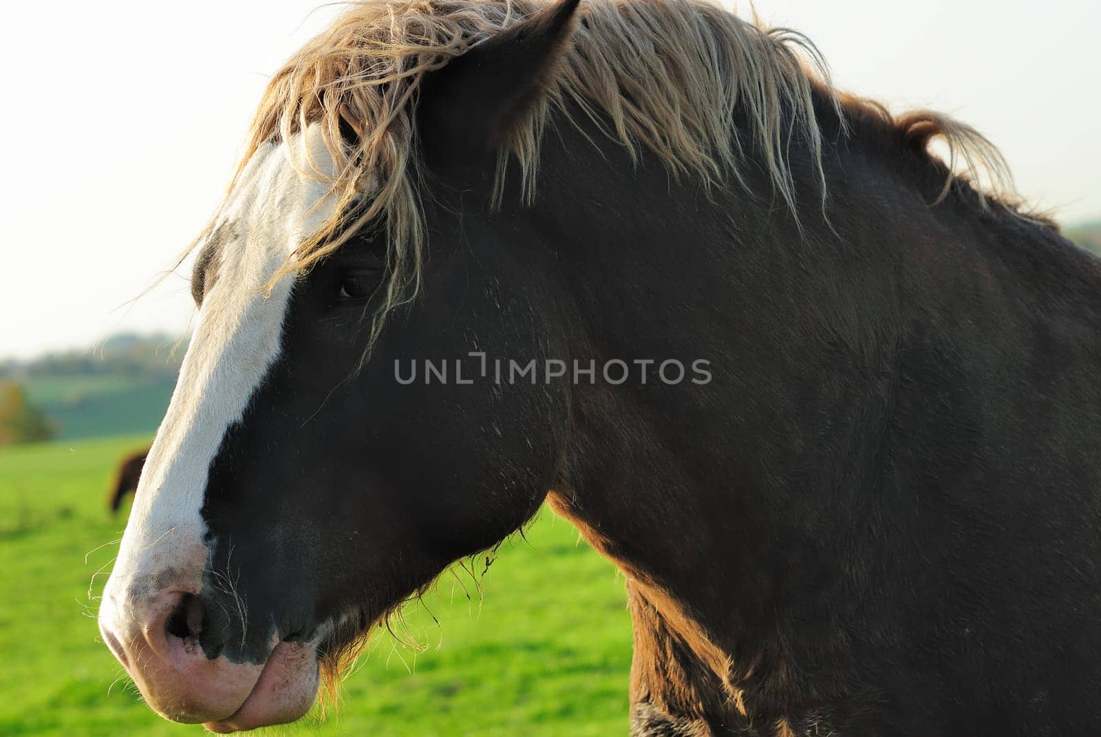 horse