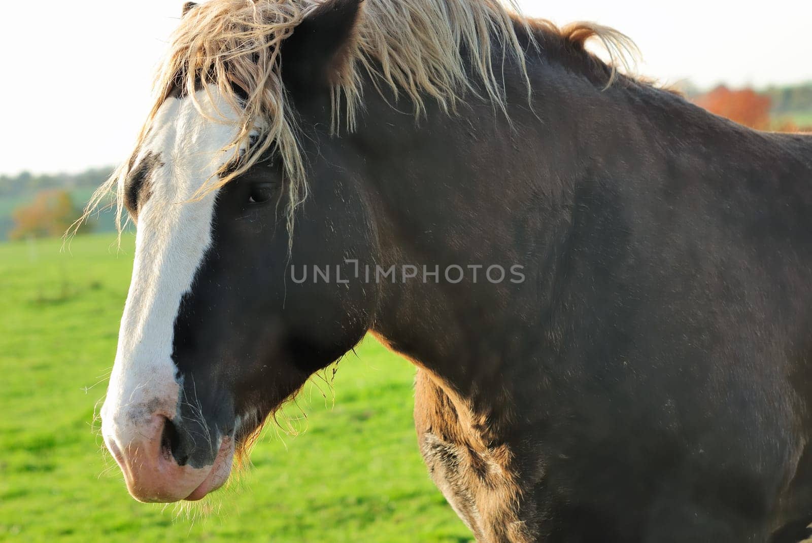 horse