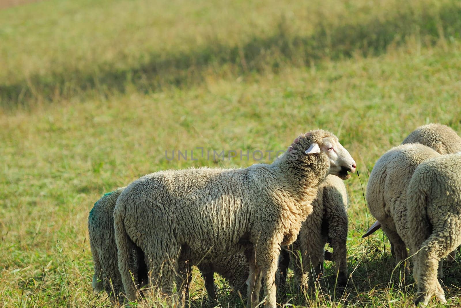 sheep