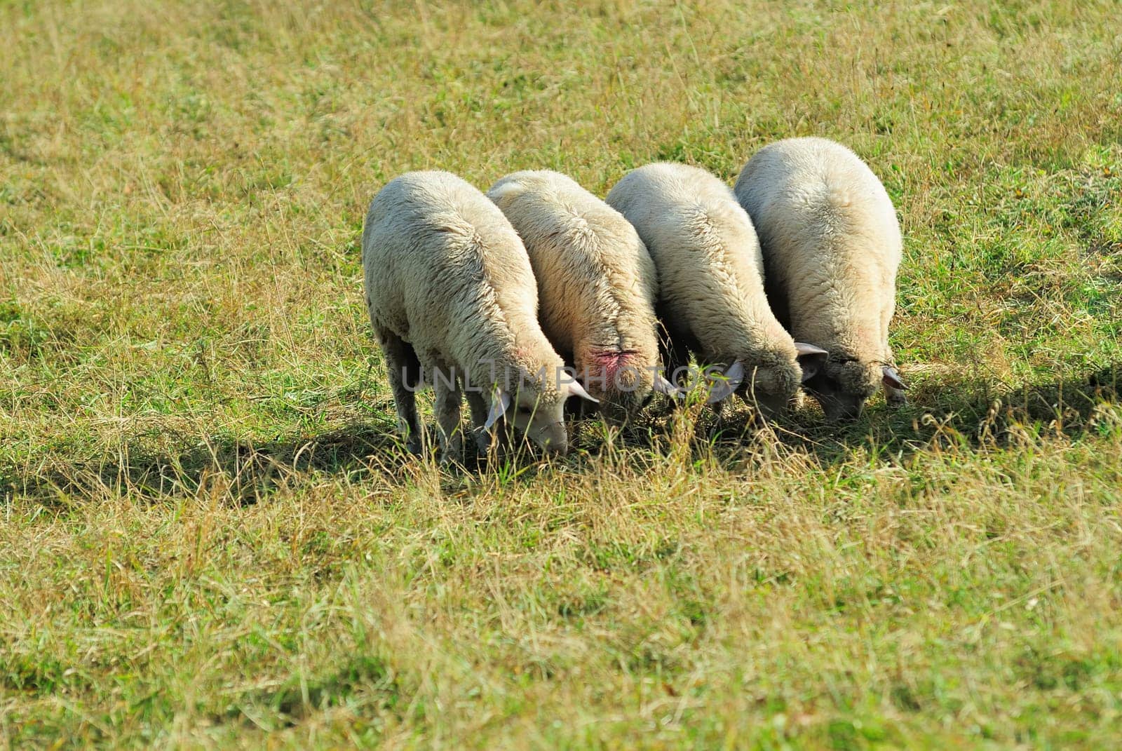 sheep