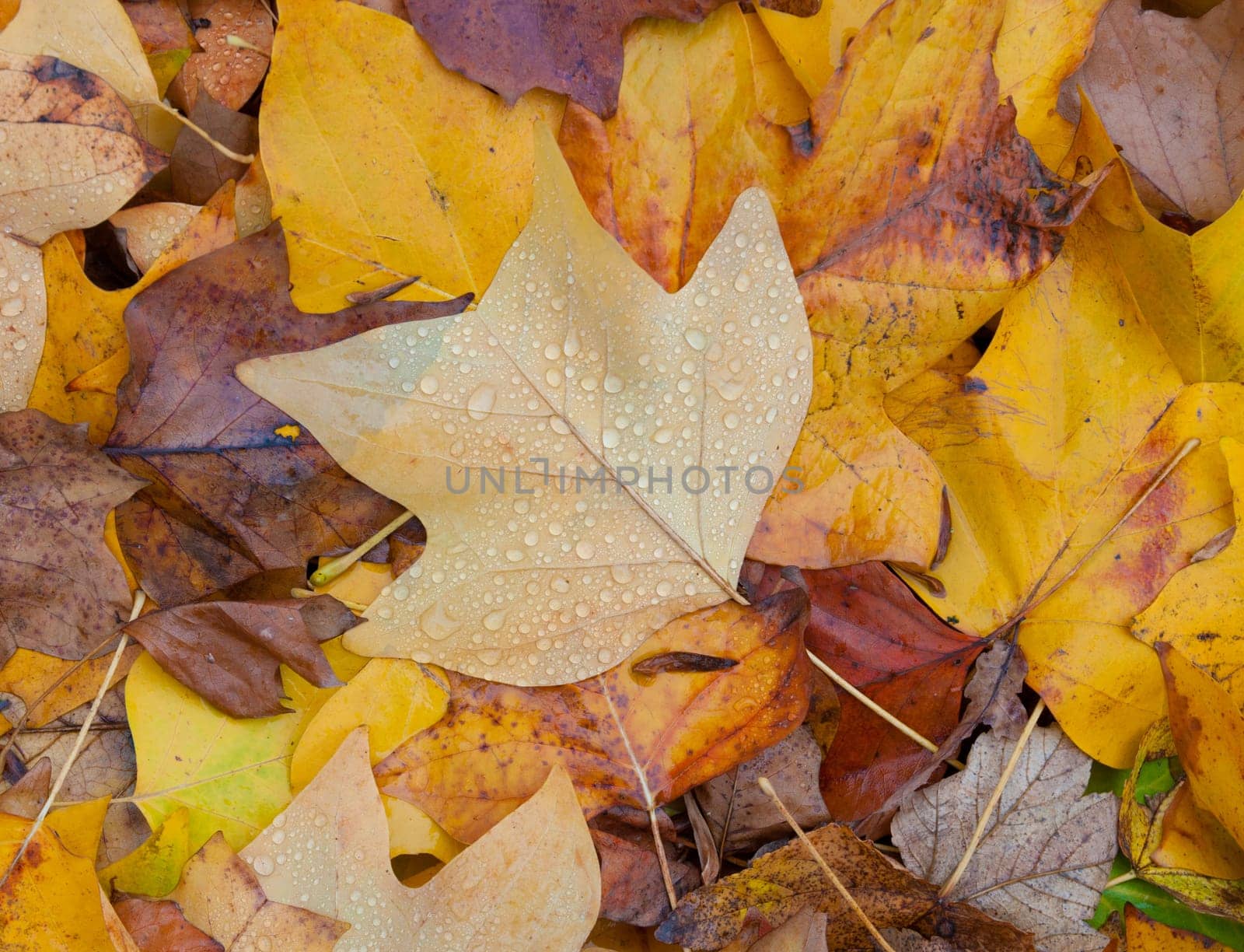 background of maple leaves in autumn colors