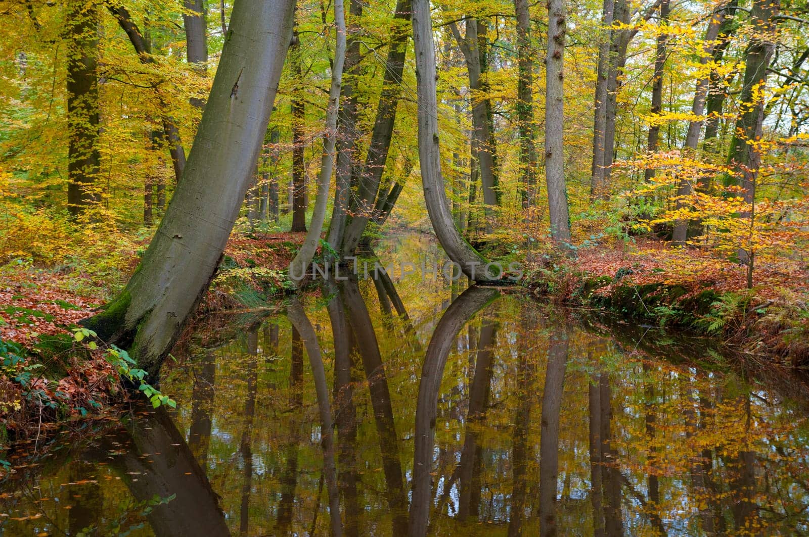 trees reflected in a canal in a forest in autumn colors