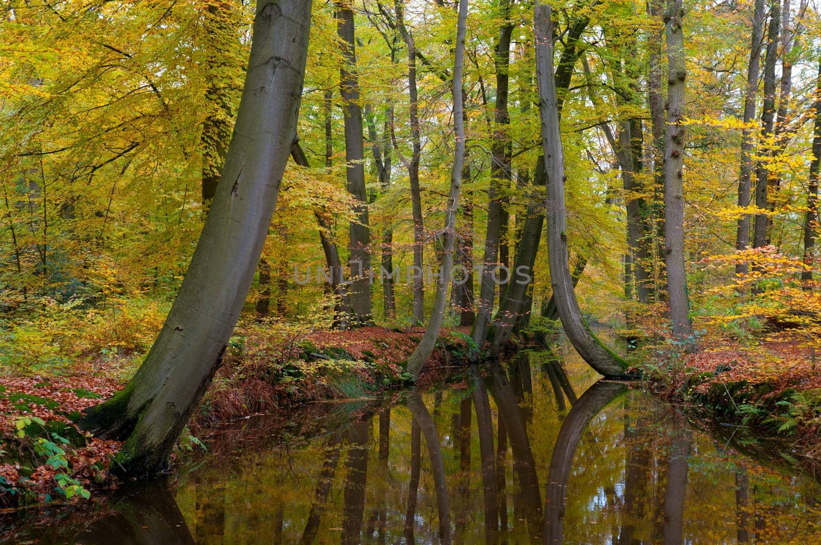 trees reflected in a canal in a forest in autumn colors