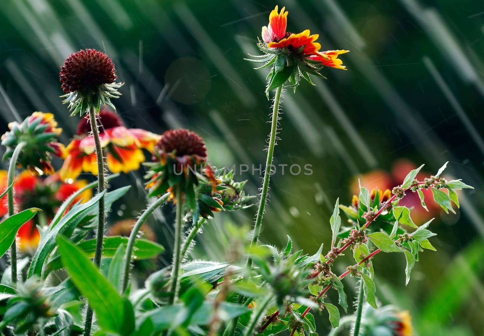 Image shows garden flowers been hit by summer rain
