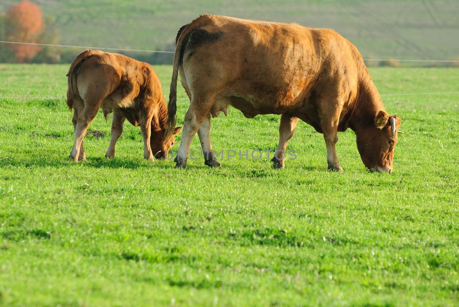cow
