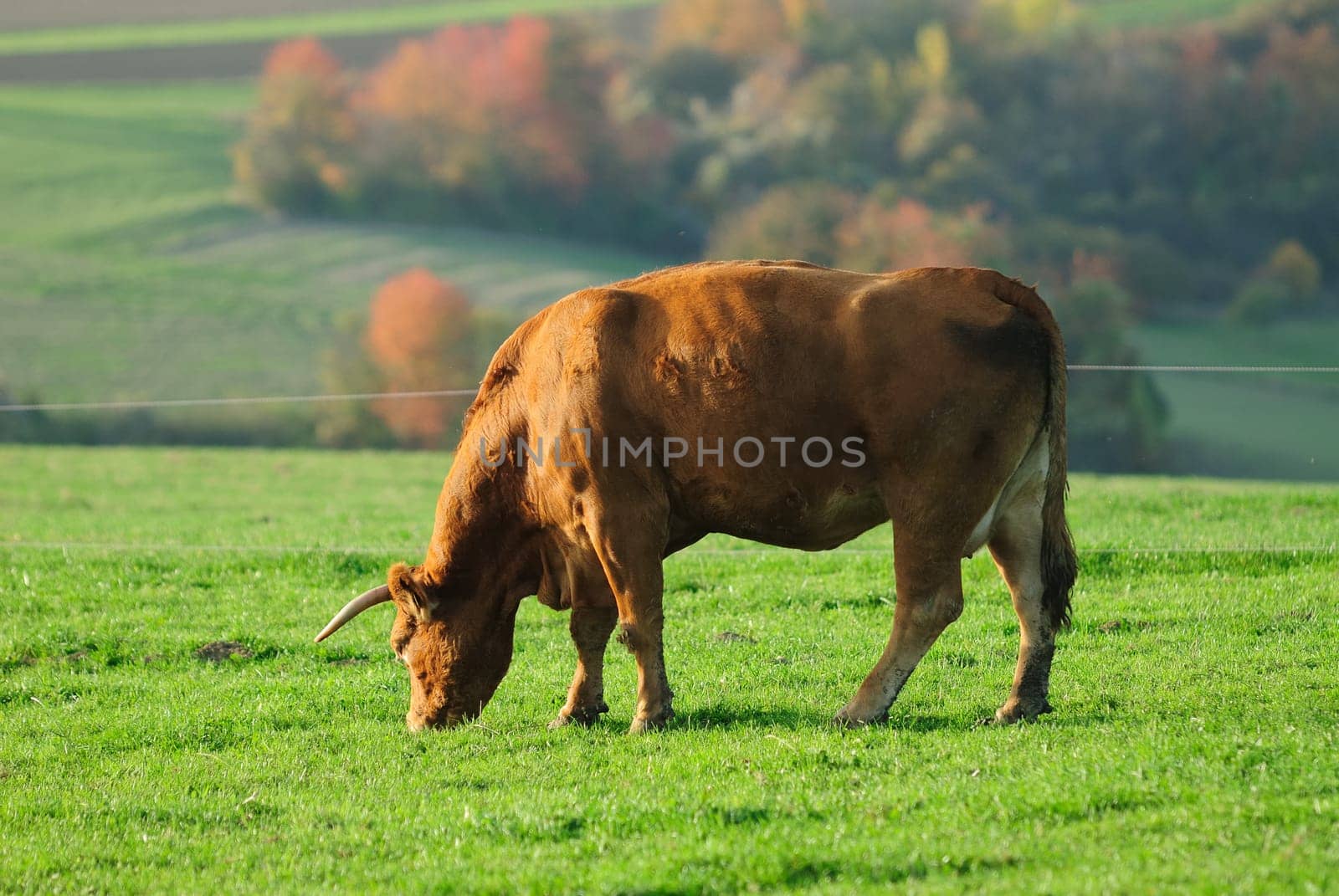 cow