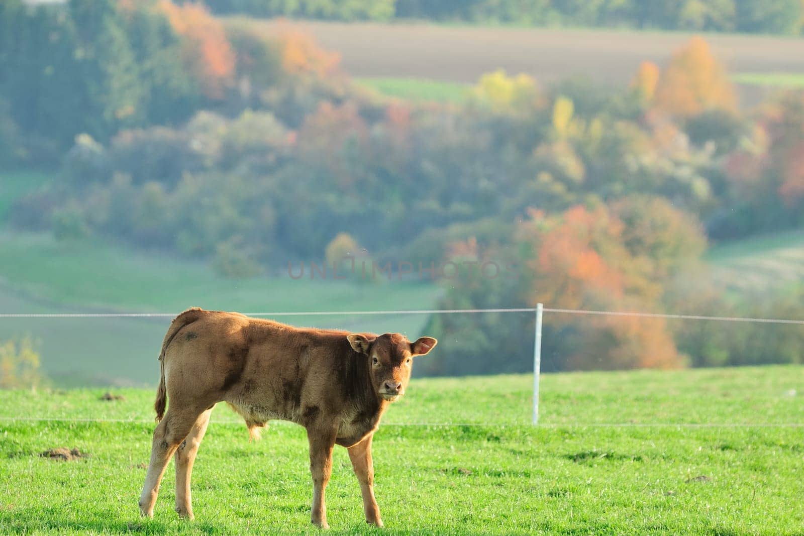 cow