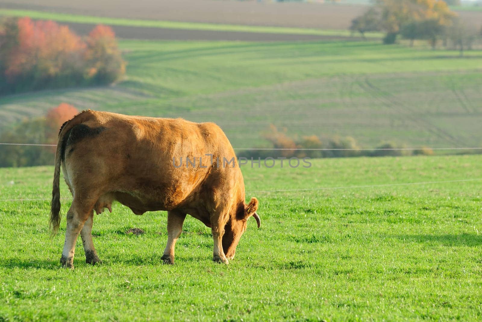 cow
