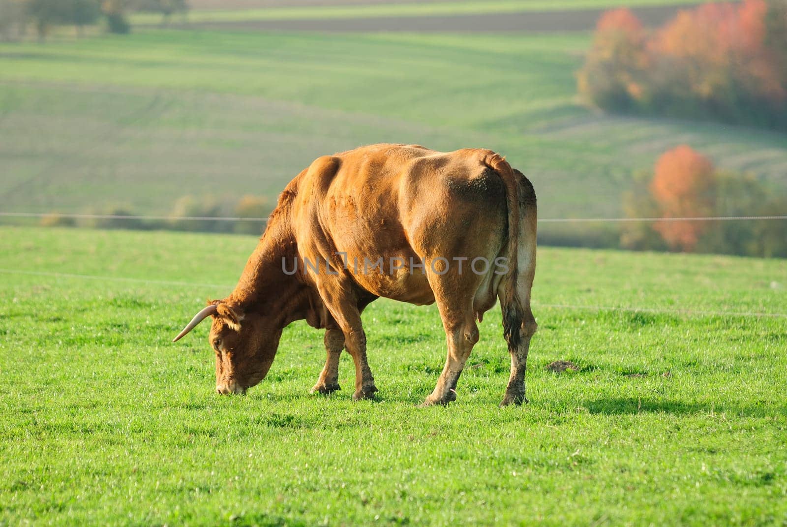 cow