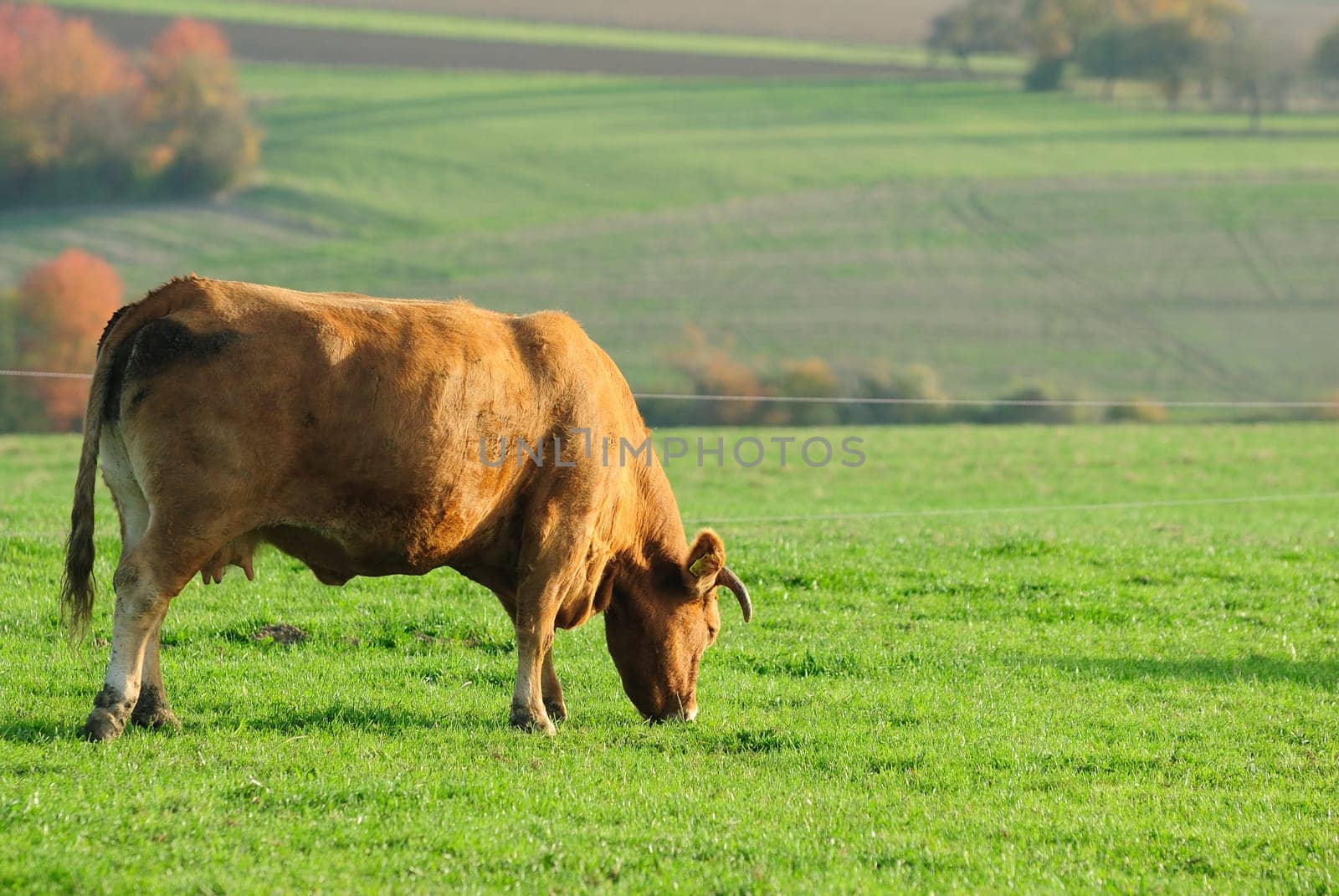 cow