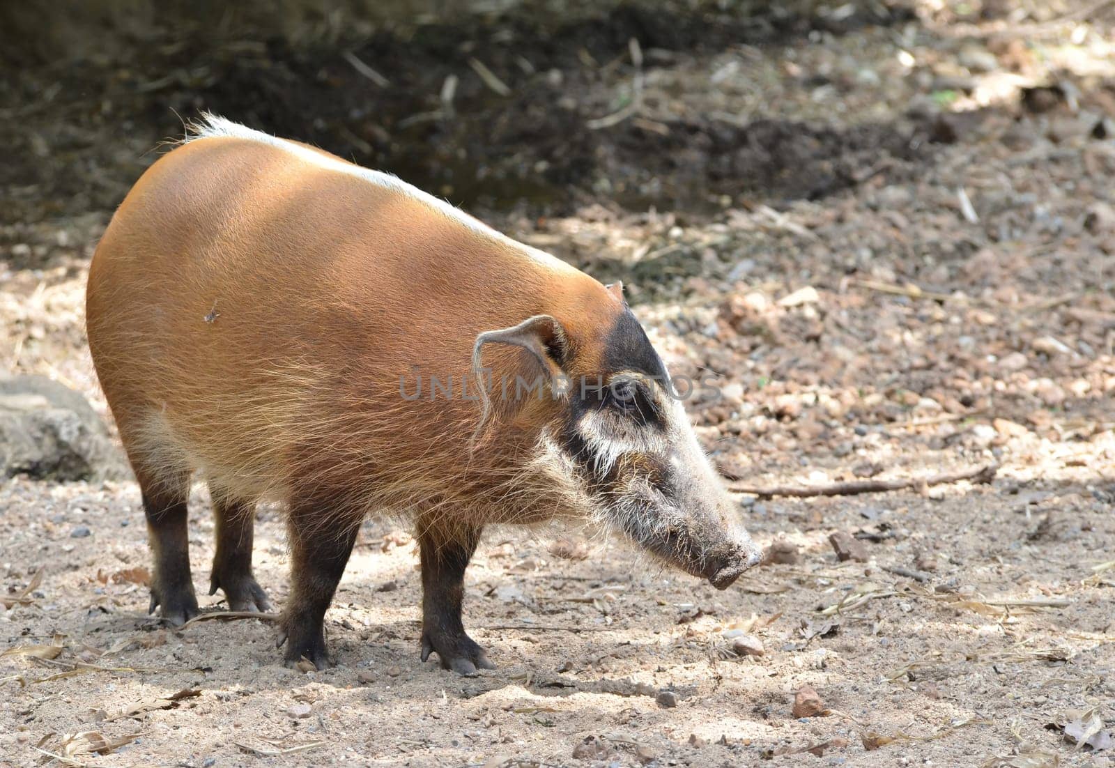 res river hog, african wild life