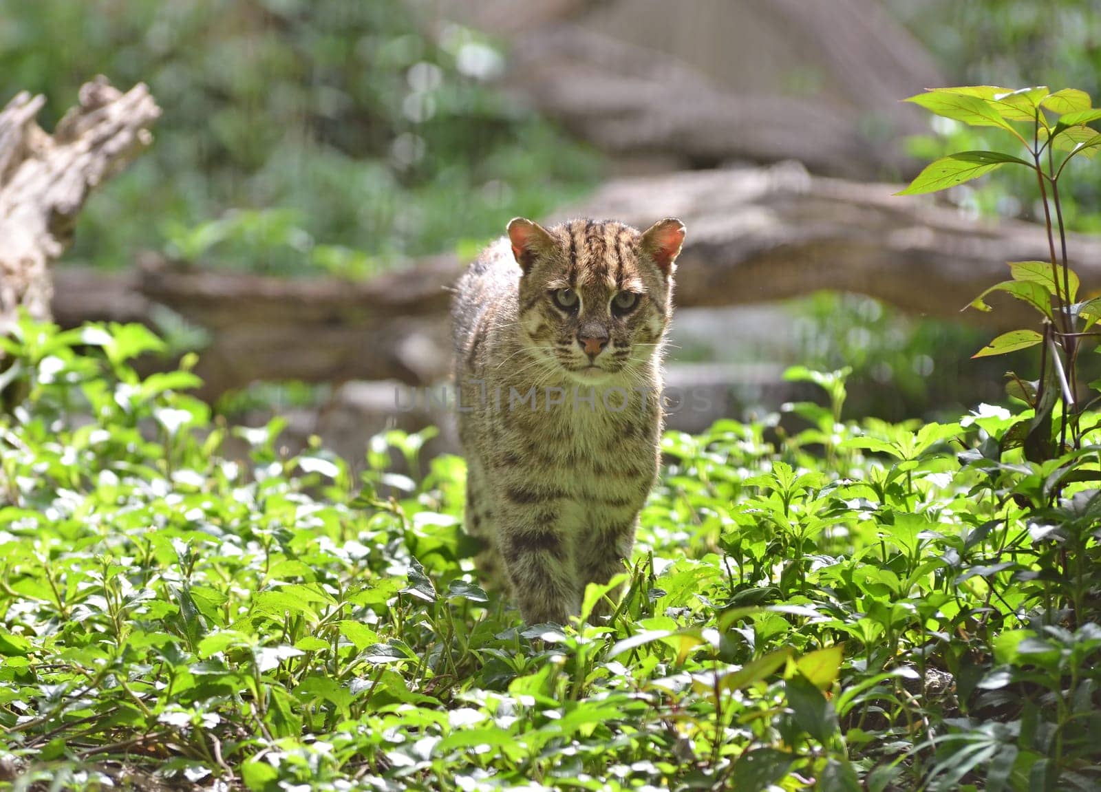 Portrait of  fishing cat (Prionailurus viverrinus)
