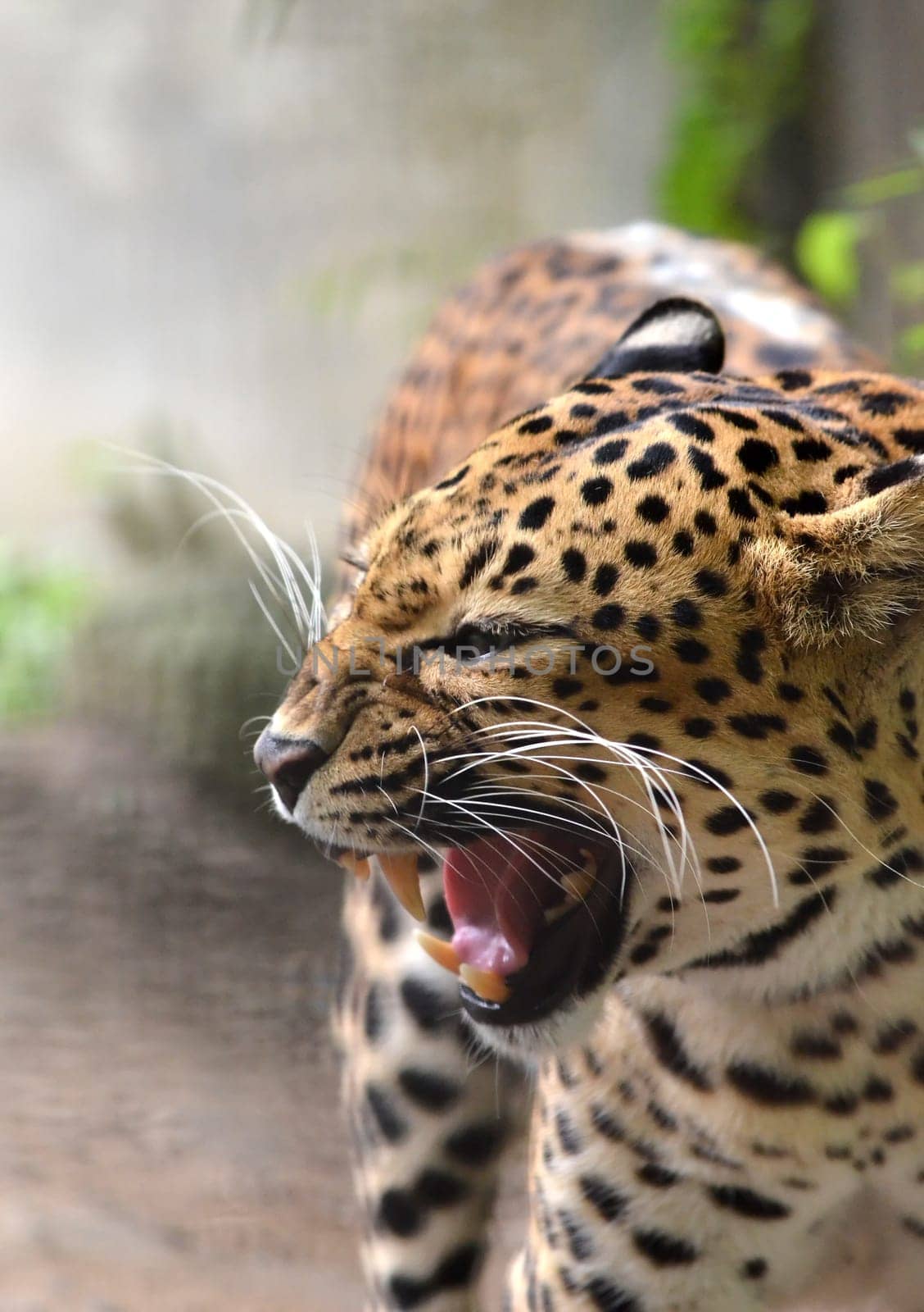 A closeup of a leopard