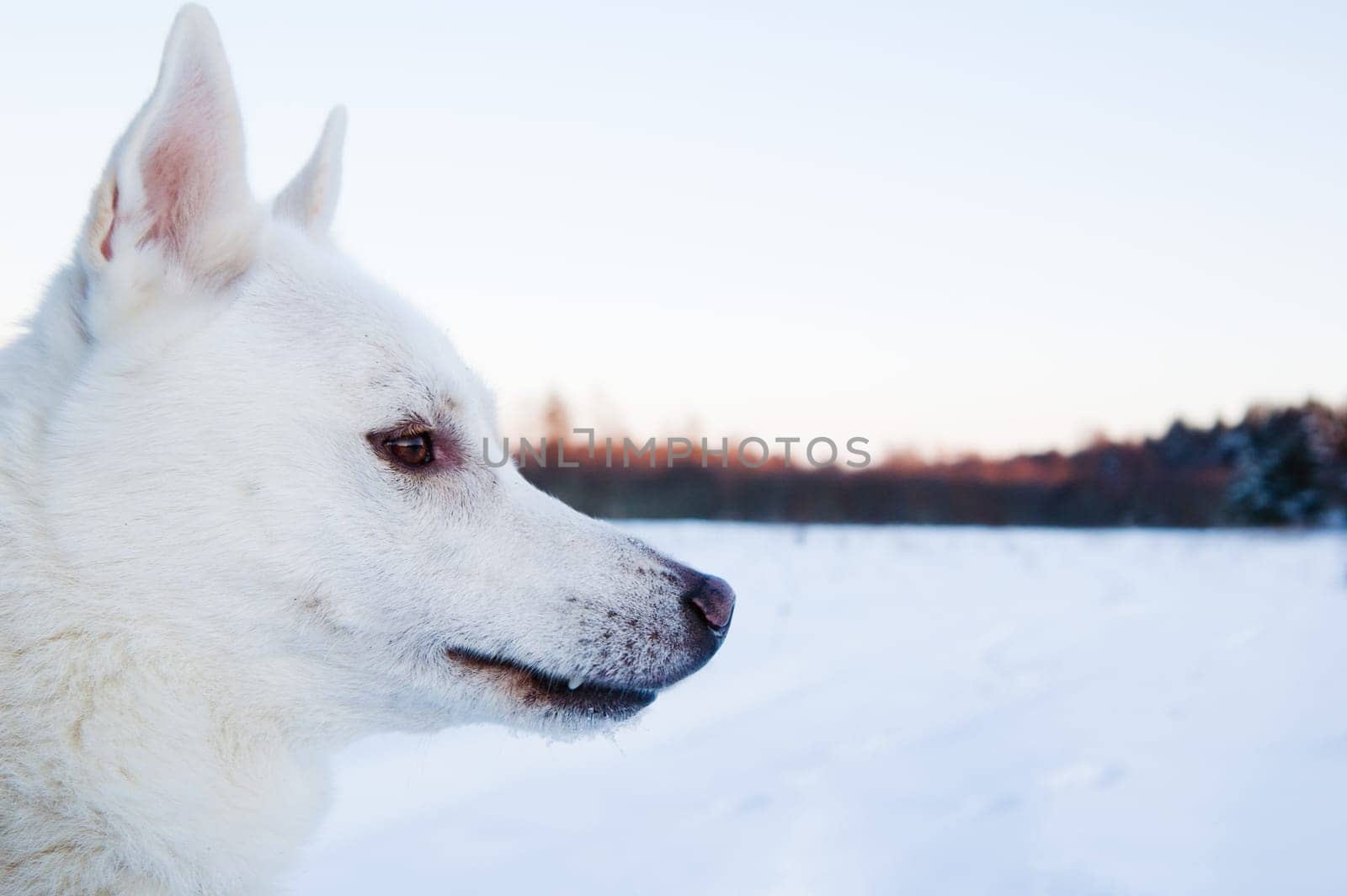 Portrait of a white dog in winter in a wood