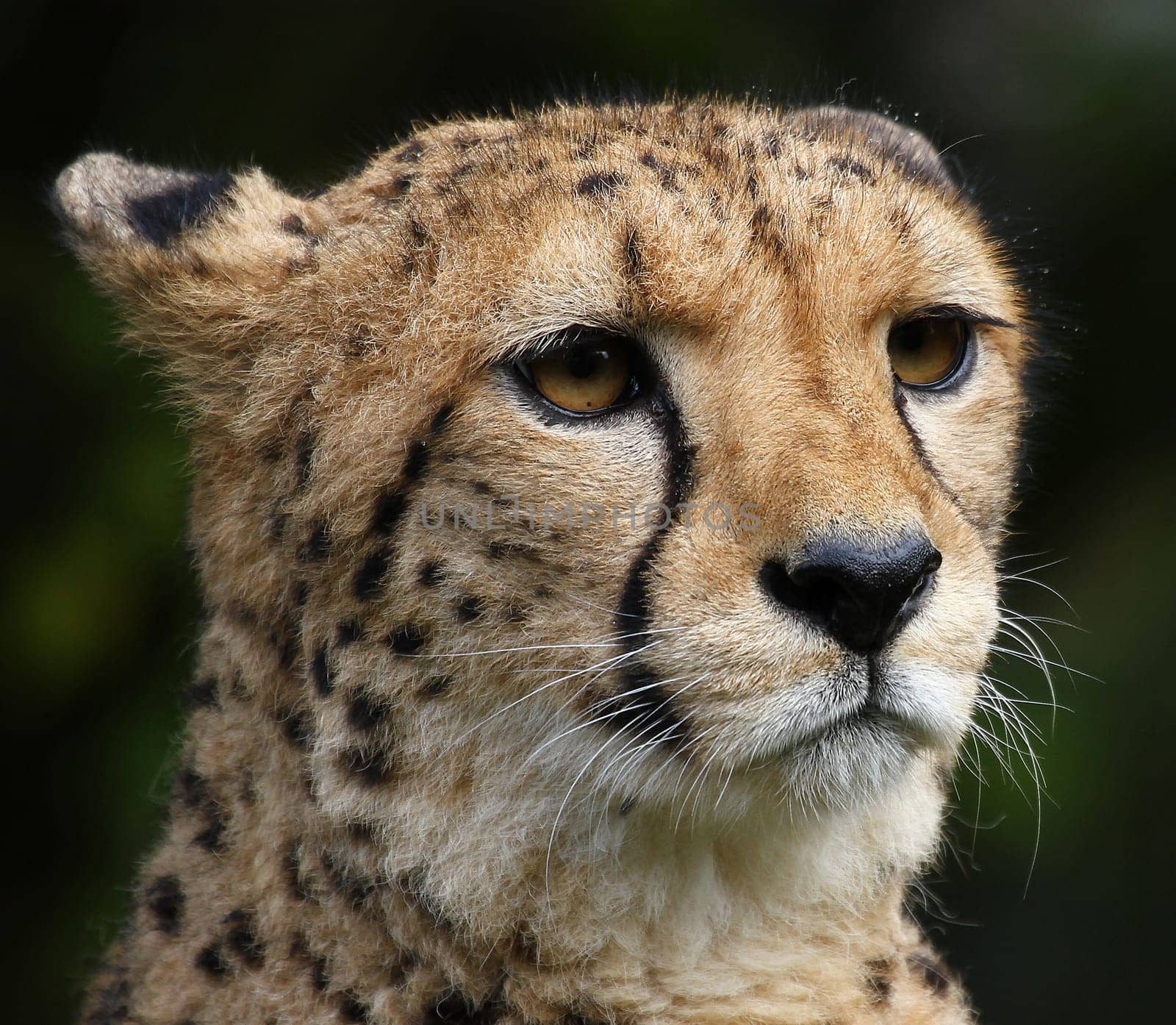 Cheetah