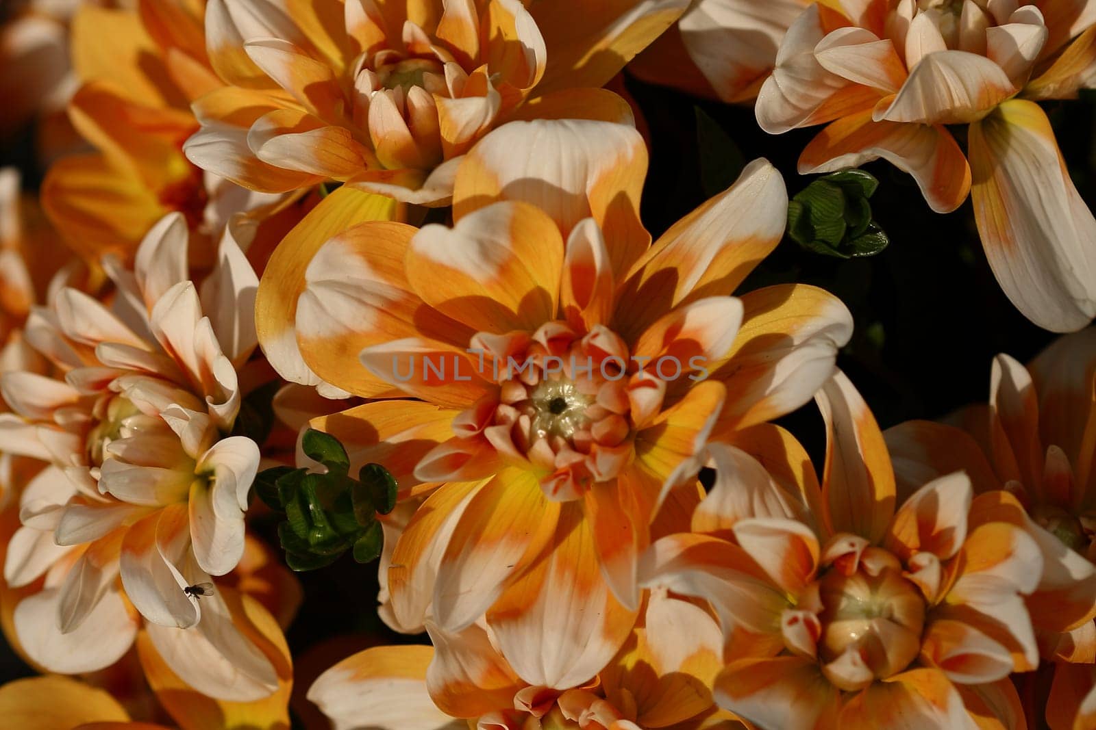 Dahlias