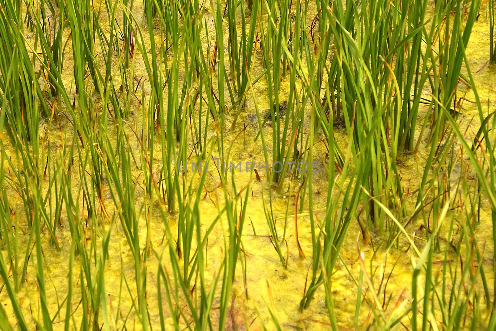 Individual grasses protrude from a swampy subsoil.