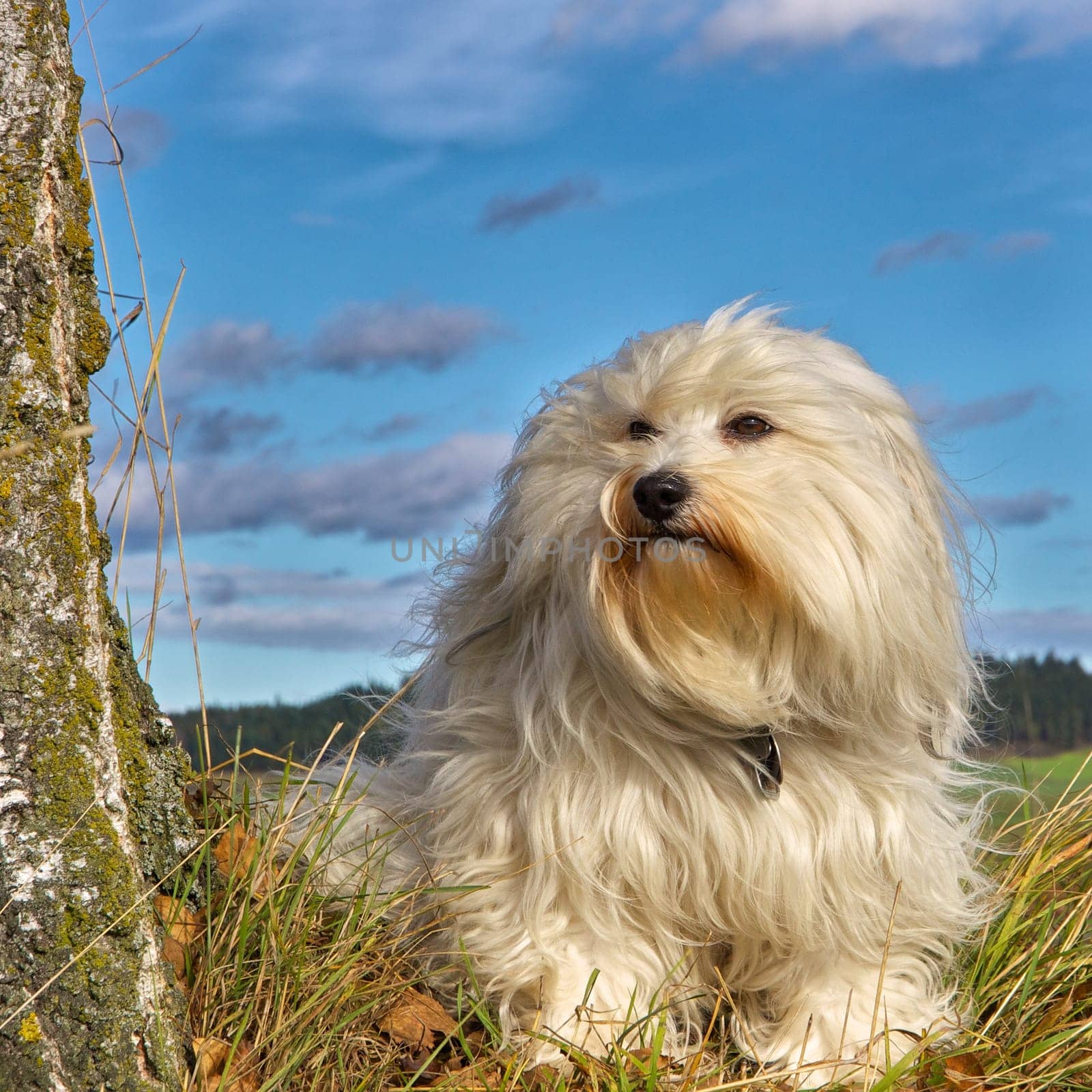 Dog sitting next to a tree in front of a beautiful blue sky with clouds as a background