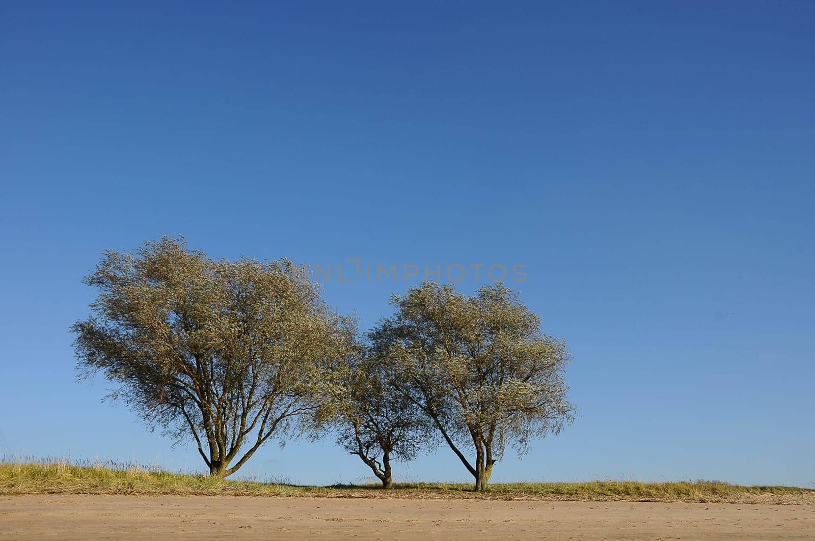 three willows