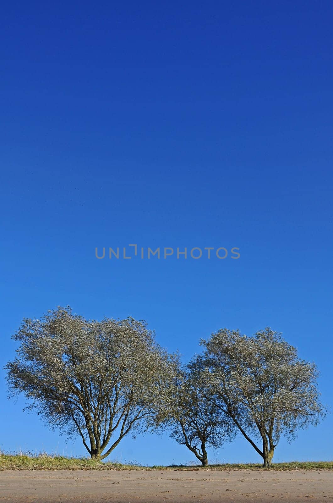 three willows