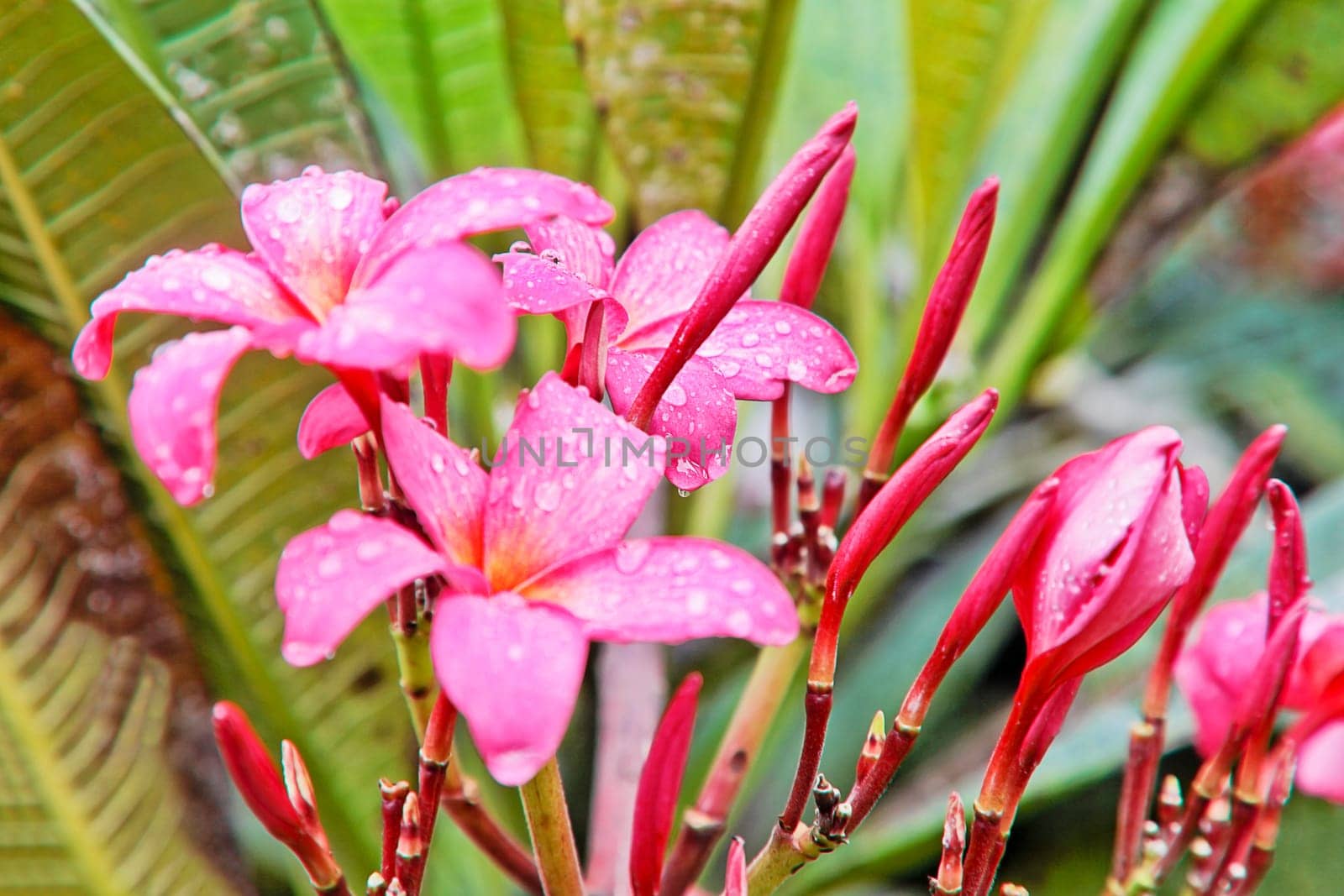 Pink fluted Hibiscus in the garden flower beds drenching ht int Goan monsoon, India
