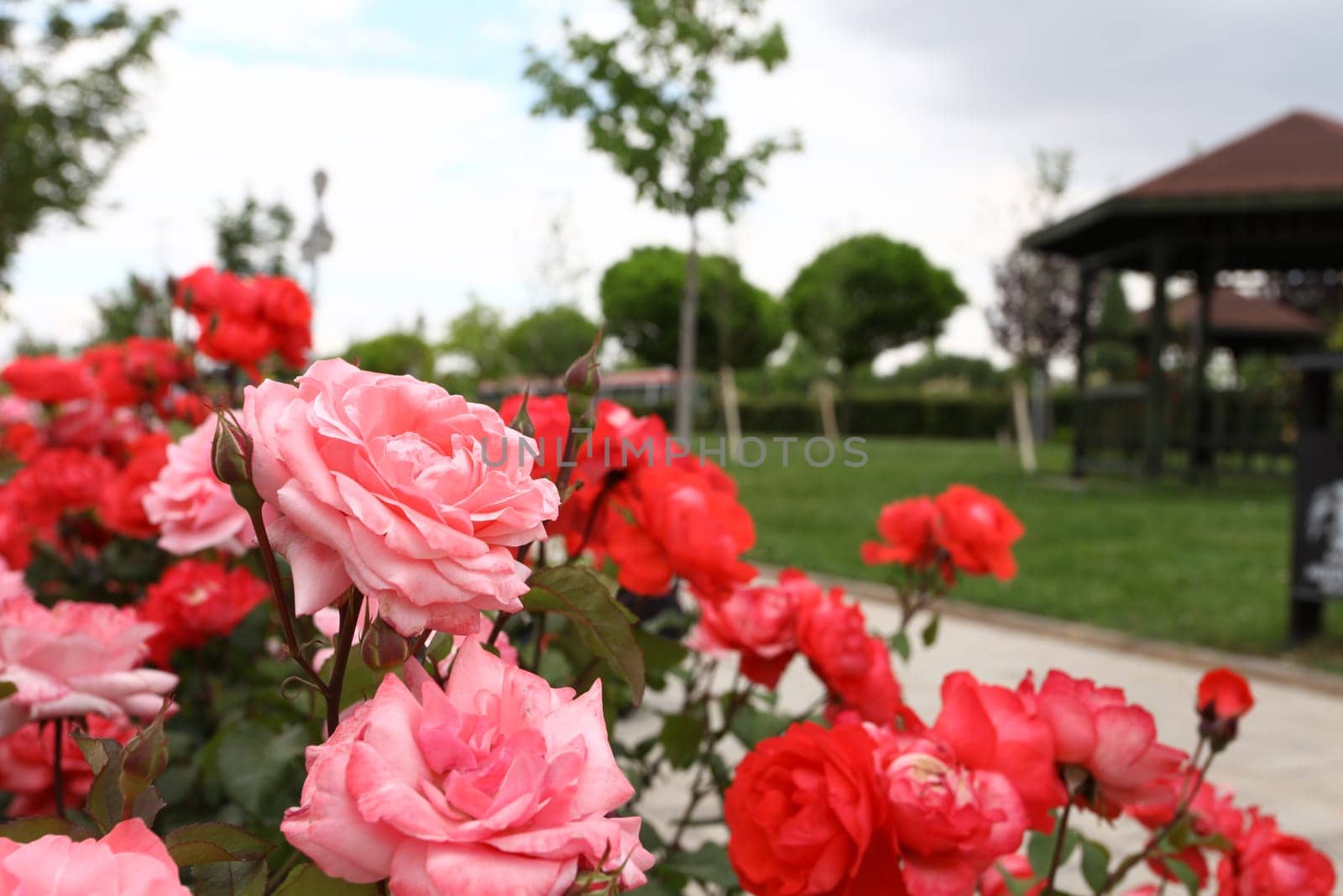 fresh garden