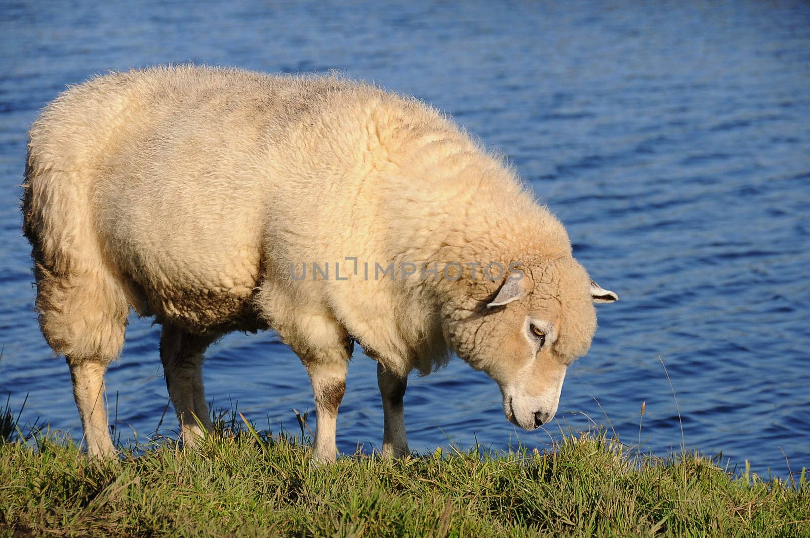 Sheep