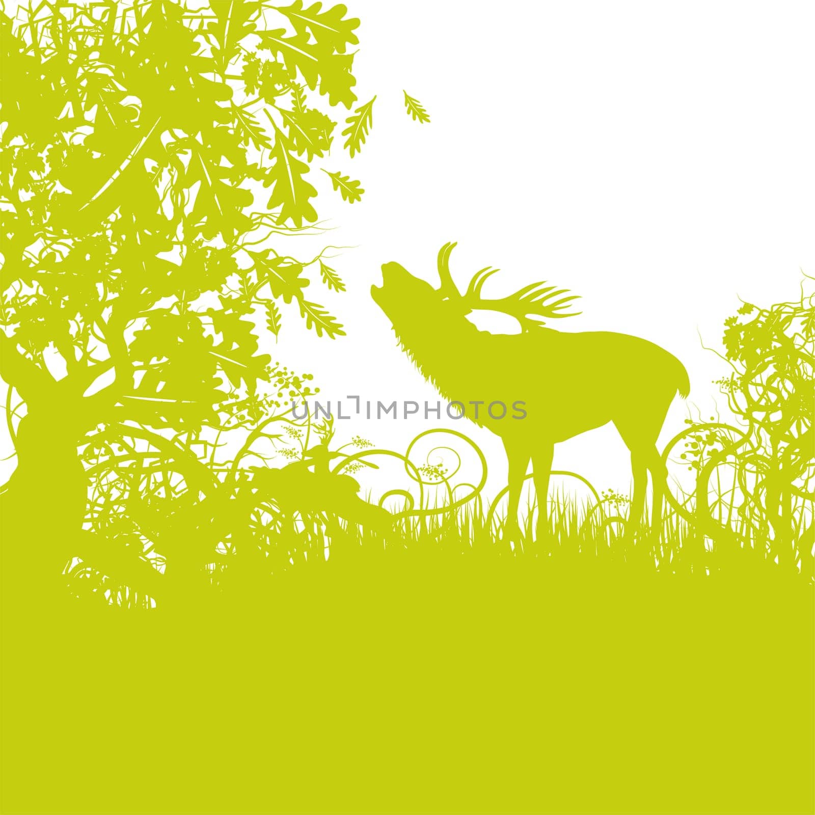 Deer rutting