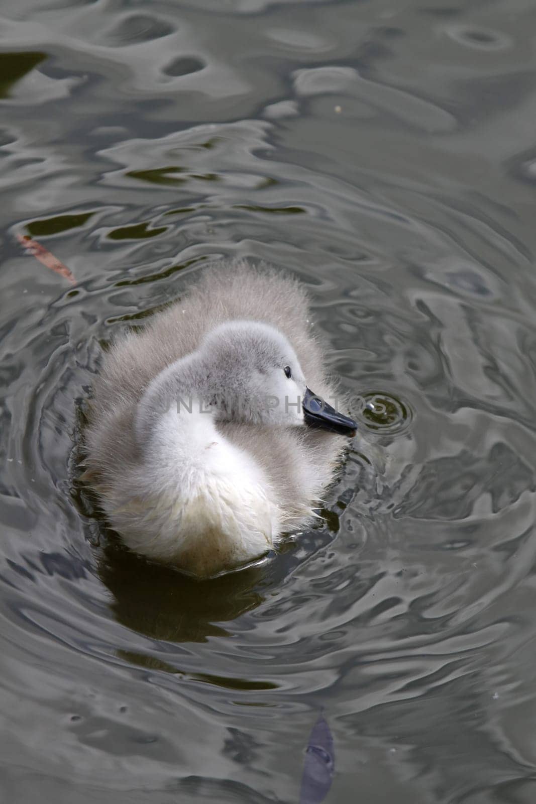 Mute Swan Chick