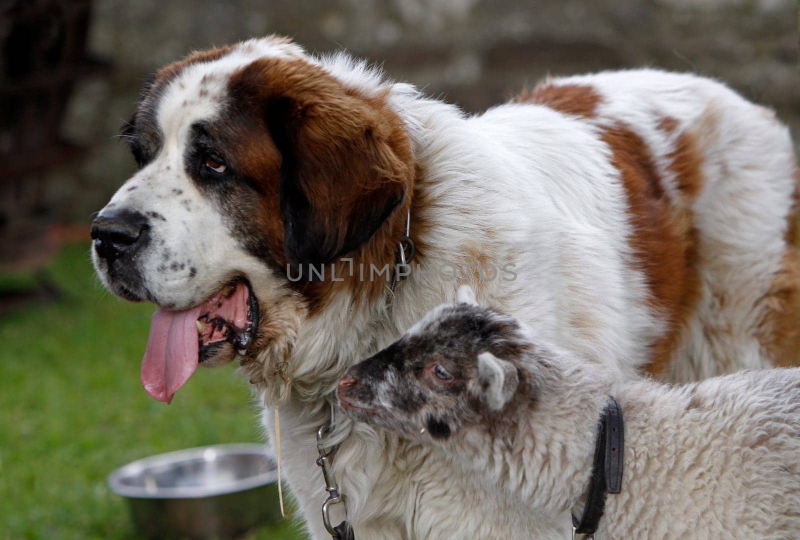 St. Bernard with lamb
