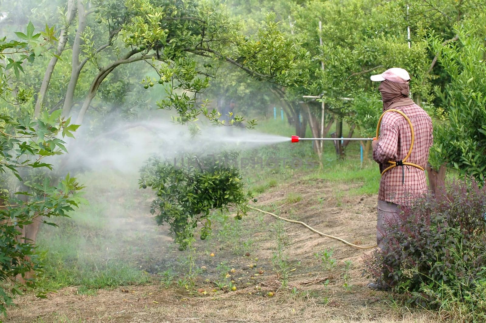 farmer spray pesticide