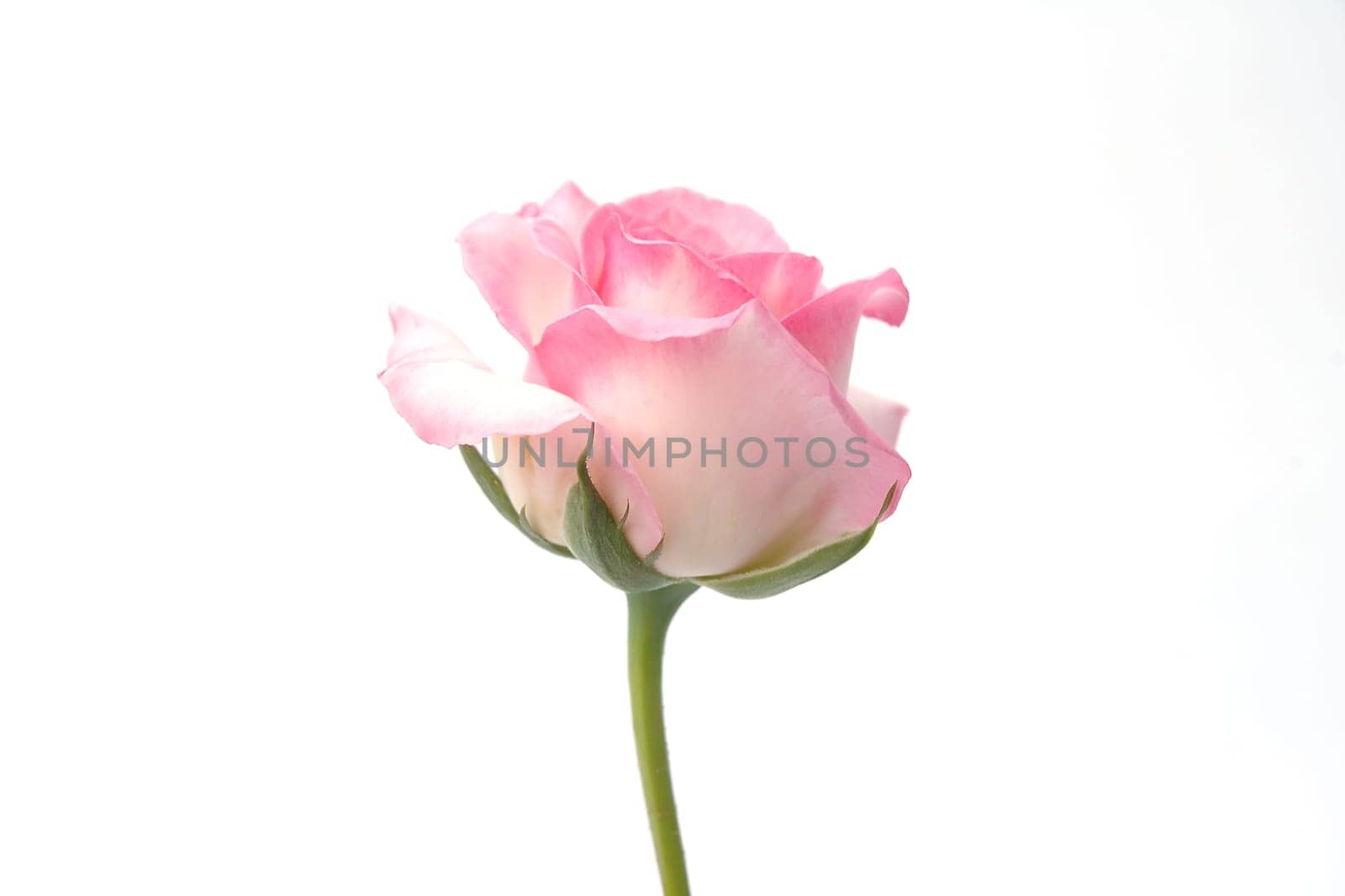 pink rose