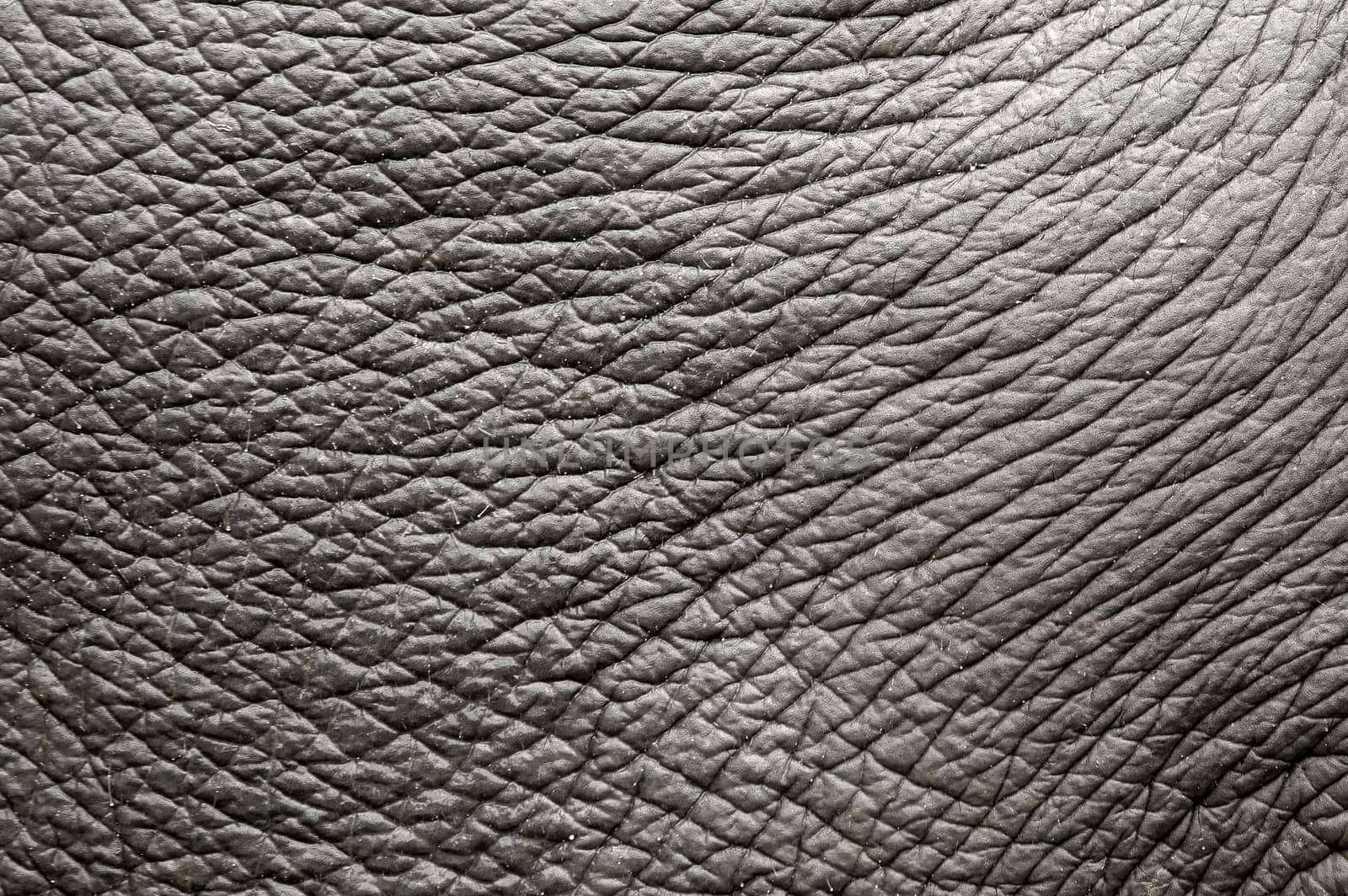 elephant skin