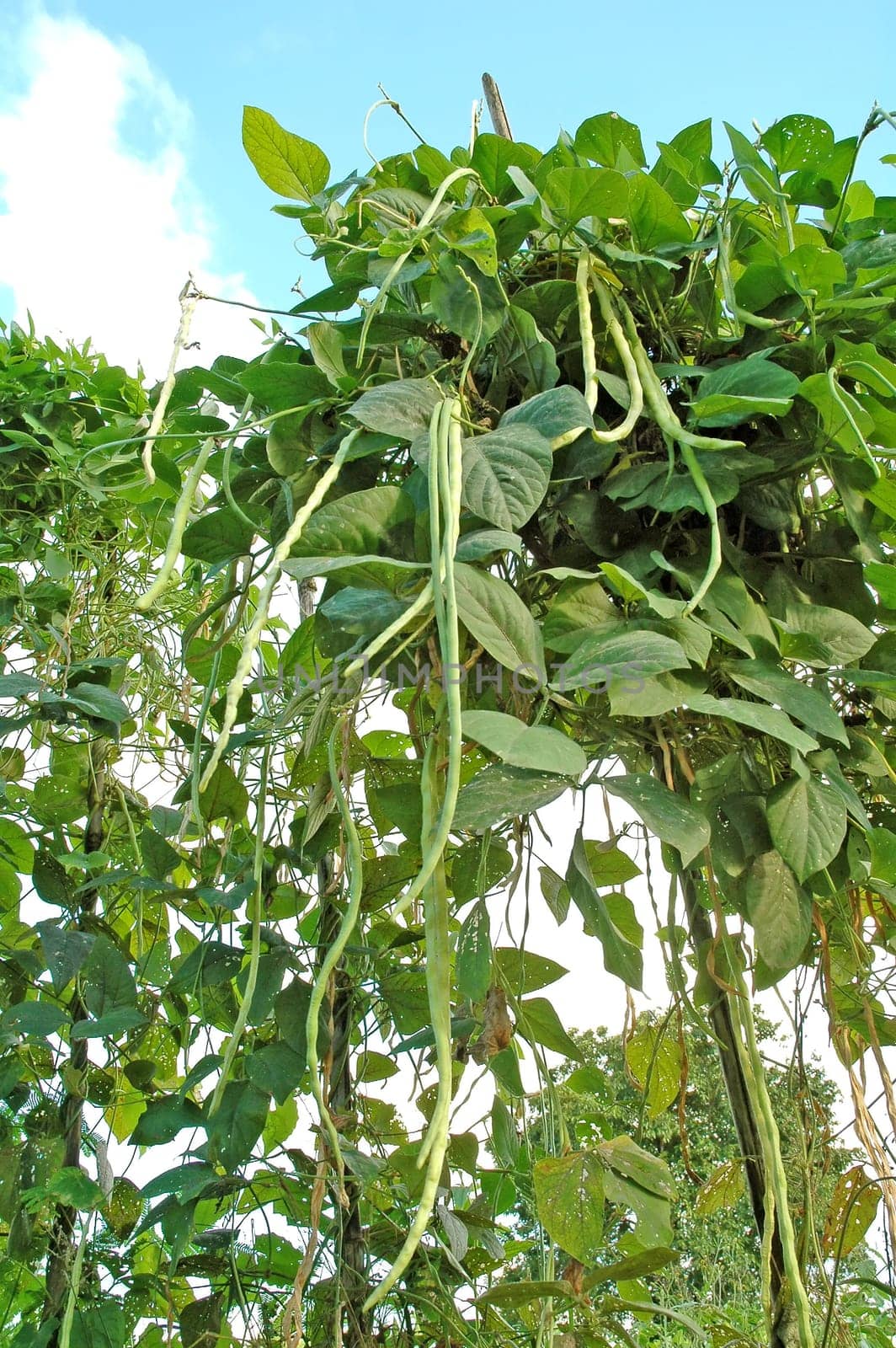 long bean field