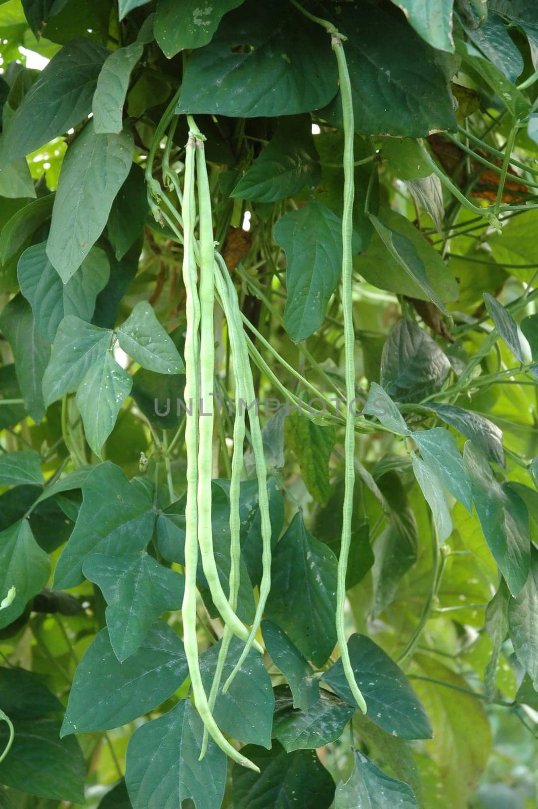 long bean field