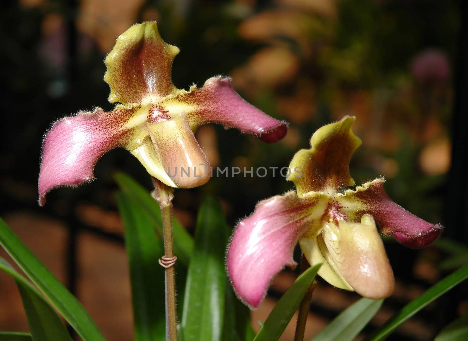 paphiopedilum hirsutissimum