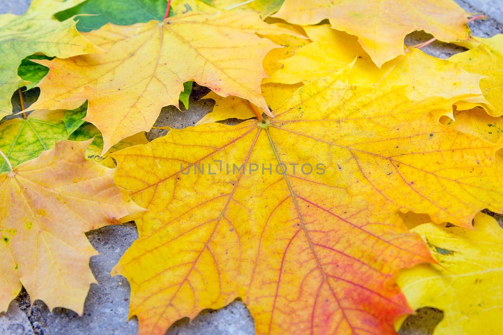 Fallen Large Maple Laves on Backyard Patio in Autumn Season Closeup