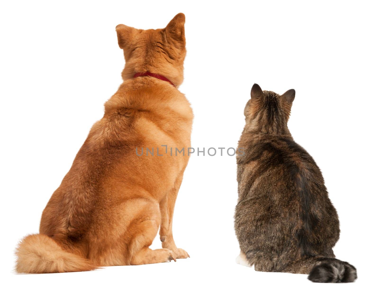 Cat and dog looking up. Add your text above.