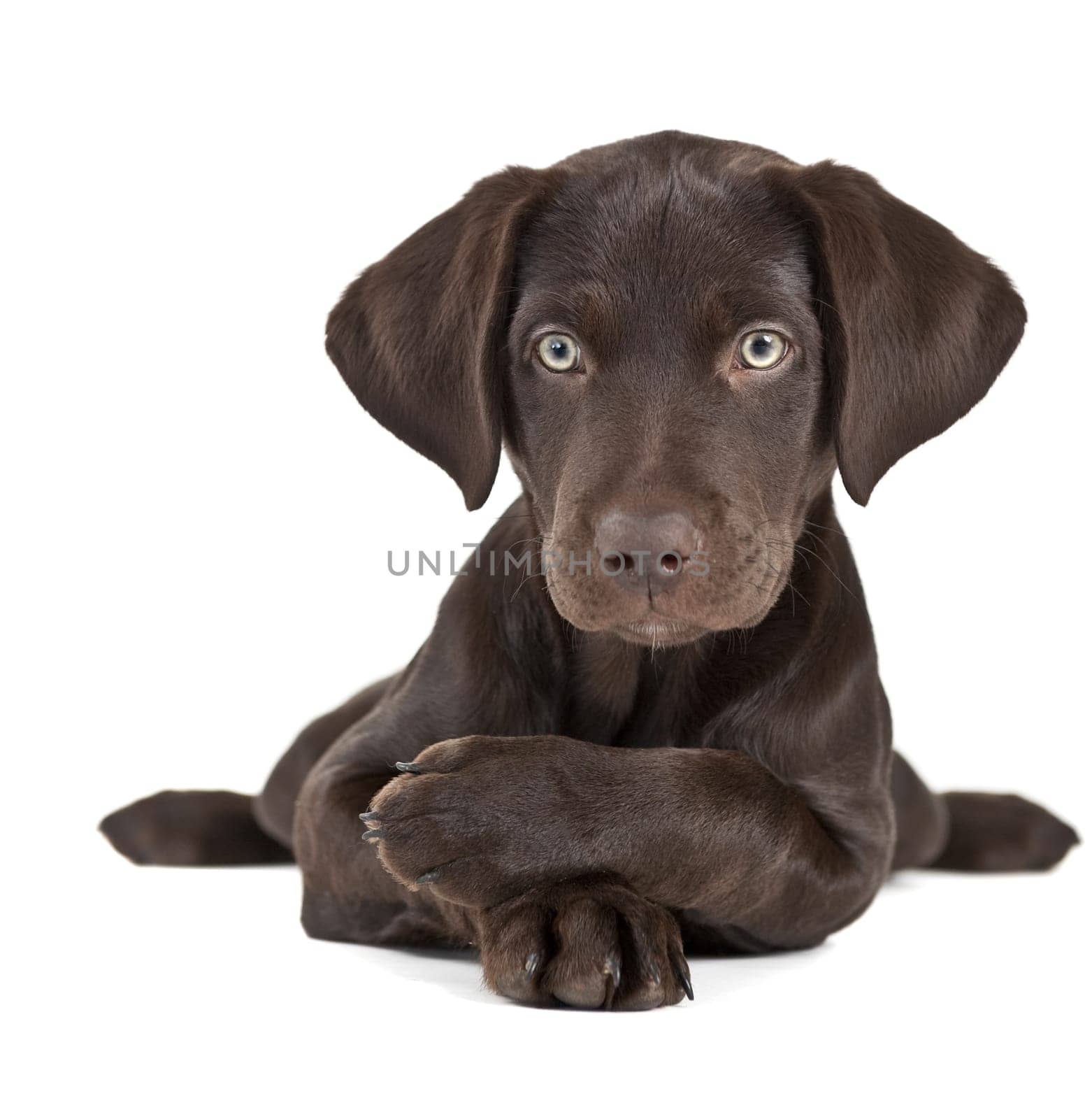 Cute brown puppy posing with paws crossed