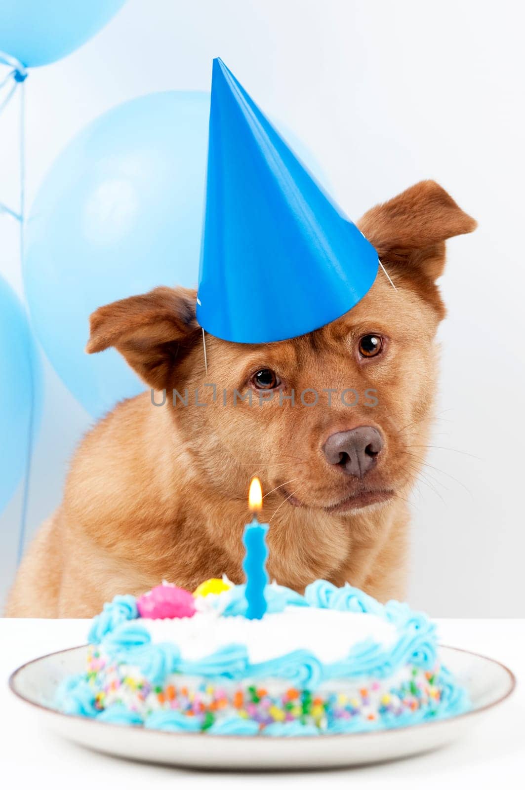 Dog Birthday party with cake and balloons