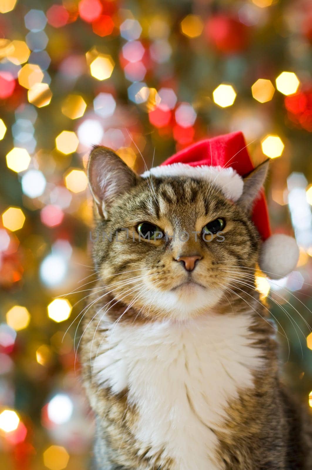 Cat with Santa Claus red hat looking at camera