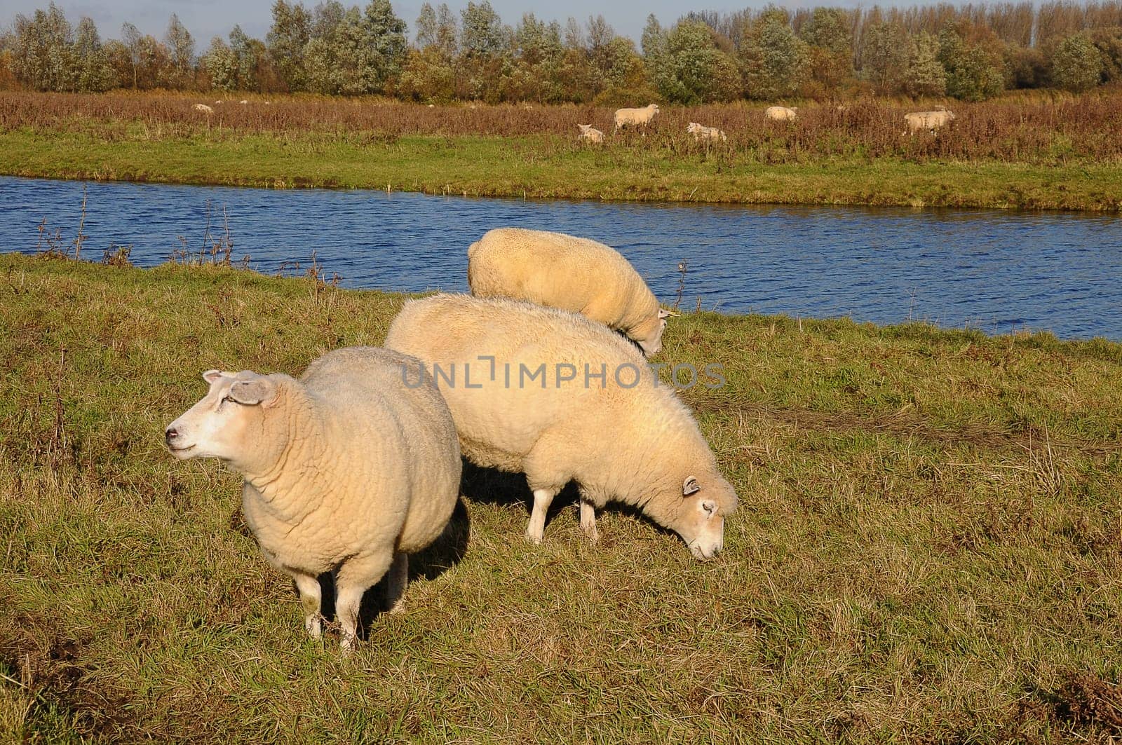 Sheep